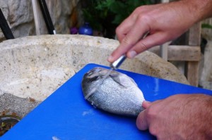 Tony's first time gutting a fish