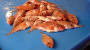 fish