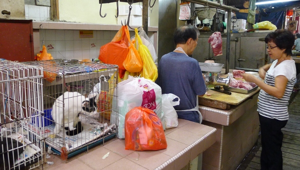 Cat Cages In Kuala Lumpur Chinatown