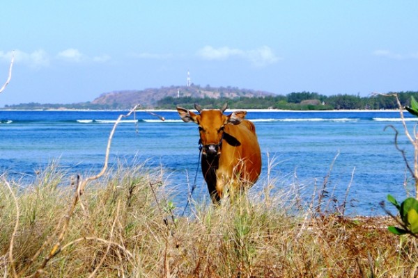 Gili Air Gili Islands Indonesia