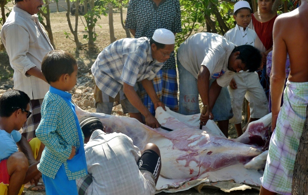 Cow Butchering On Gili Air