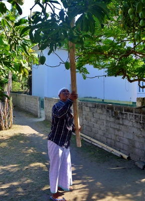 Mango Picking