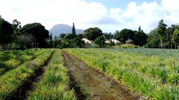 Kilohana Plantation Kauai