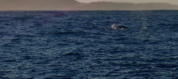 Whale Sighting on Napali Coast Cruise