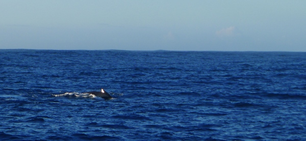 Napali Coast Cruise Whale Sighting 2