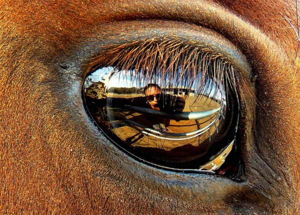 Horse eye