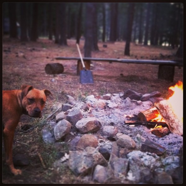 Bonfire During Petsitting